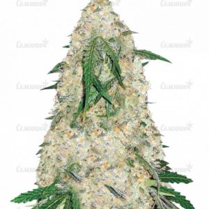 Семена сорта Amnesia XXL Autoflowering (Dinafem Seeds)