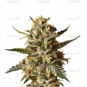 Семена сорта Kali´s White Shadow (KFC Seeds)
