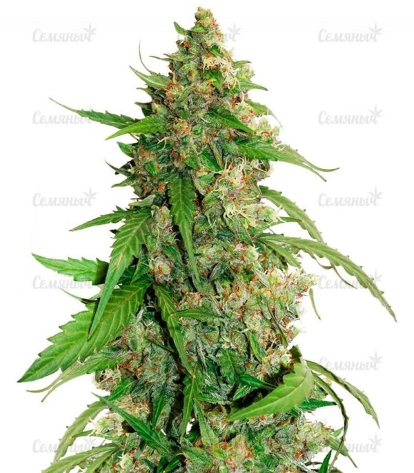 Семена сорта Shark Shock CBD (Dinafem Seeds)