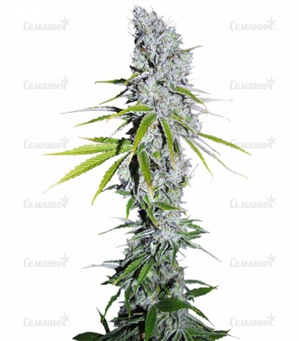 Семена сорта Critical + Autoflowering (Dinafem Seeds)