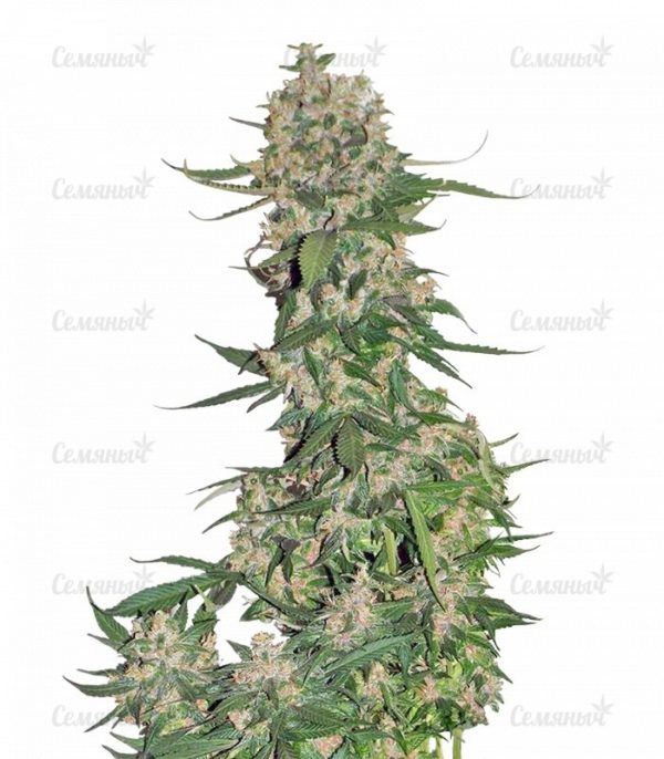 Семена сорта New York 47 (World of Seeds)