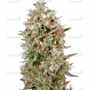 Семена сорта Six Shooter auto (FastBuds)