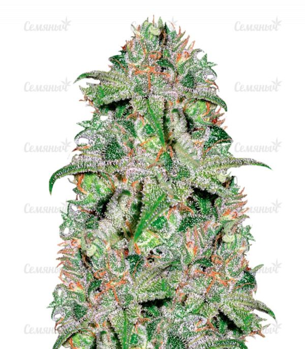 Семена сорта Auto Anubis (Pyramid Seeds)