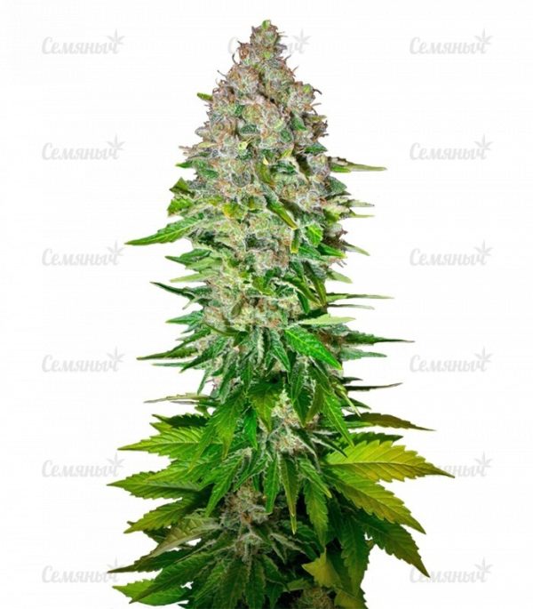 Семена сорта BlackJack (Nirvana Seeds)