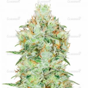 Семена сорта Parmesan (Victory Seeds)