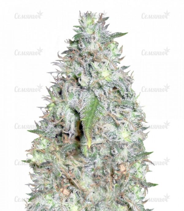 Семена сорта Dream Machine (Heavyweight Seeds)