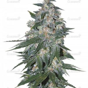 Семена сорта La Diva (Delicious Seeds)