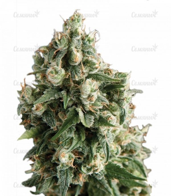 Семена сорта Mazar regular (Dutch Passion)