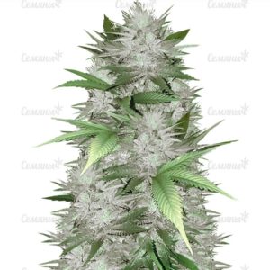 Семена сорта Auto Amnesia Haze (Victory Seeds)
