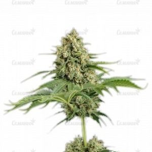 Семена сорта West Coast O.G. auto (FastBuds)