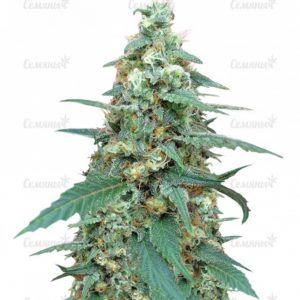 Семена сорта Rhino Ryder auto (FastBuds)