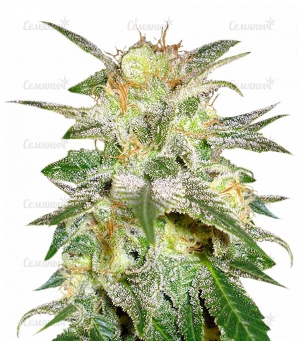 Семена сорта Mazar Kush (World of Seeds)
