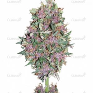 Семена сорта Auto Frisian Dew (Dutch Passion)