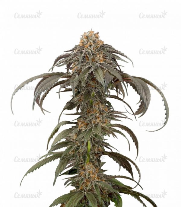 Семена сорта Auto Northern Light (Victory Seeds)