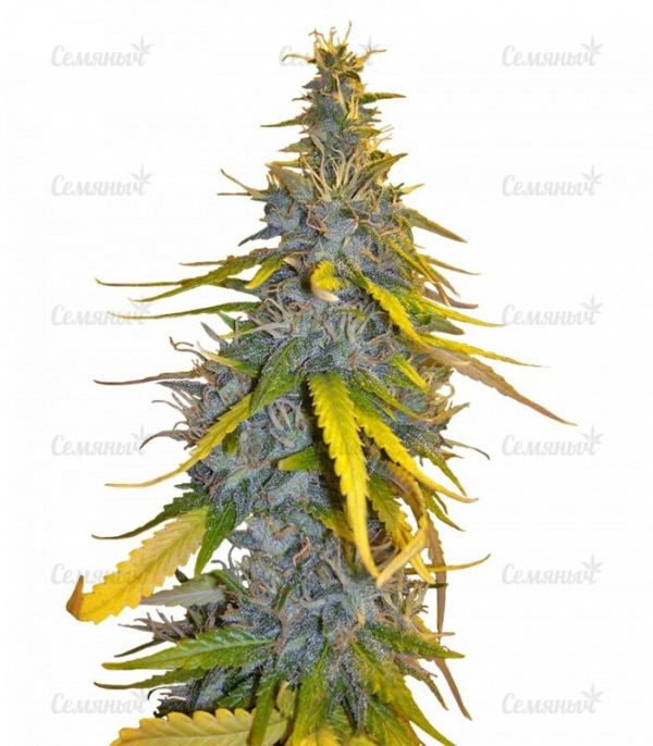 Семена сорта Wonder Woman (Nirvana Seeds)