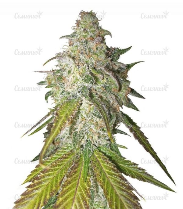 Семена сорта Puff Puff Pass Out (KFC Seeds)