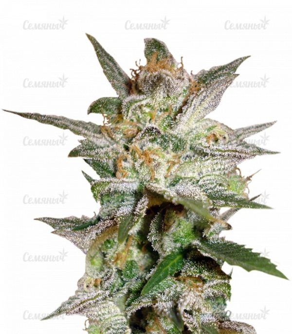 Семена сорта Cotton Candy (Delicious Seeds)