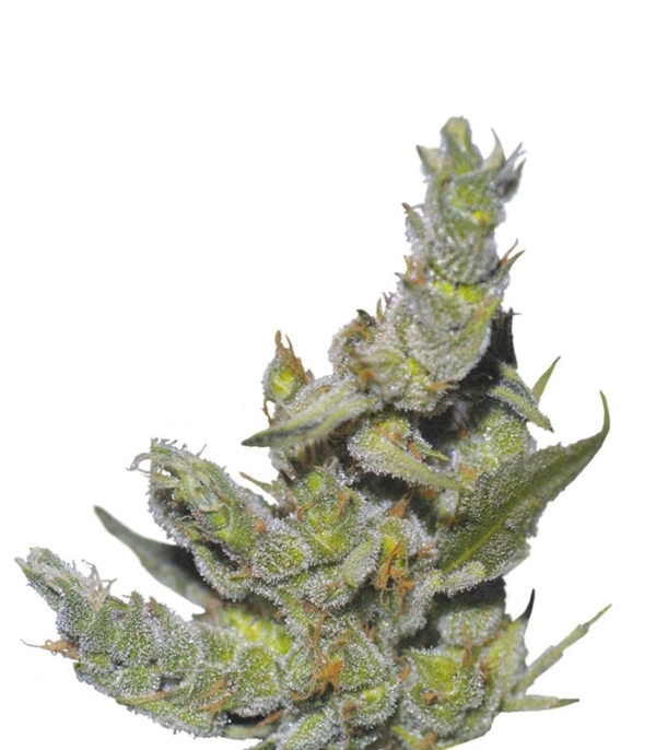 Семена сорта Sterling Haze (Nirvana Seeds)