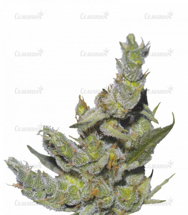 Семена сорта Neville Haze Auto (World of Seeds)