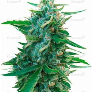 Семена сорта Blueberry OG (Barney's Farm)