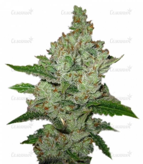 Семена сорта Masterkush (Dutch Passion)