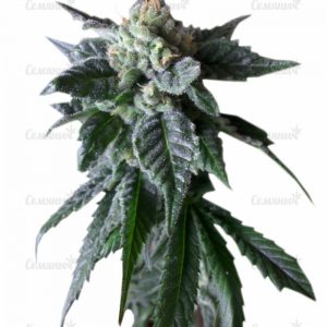 Семена сорта Critical Kush Auto (Critical Rapido Auto)