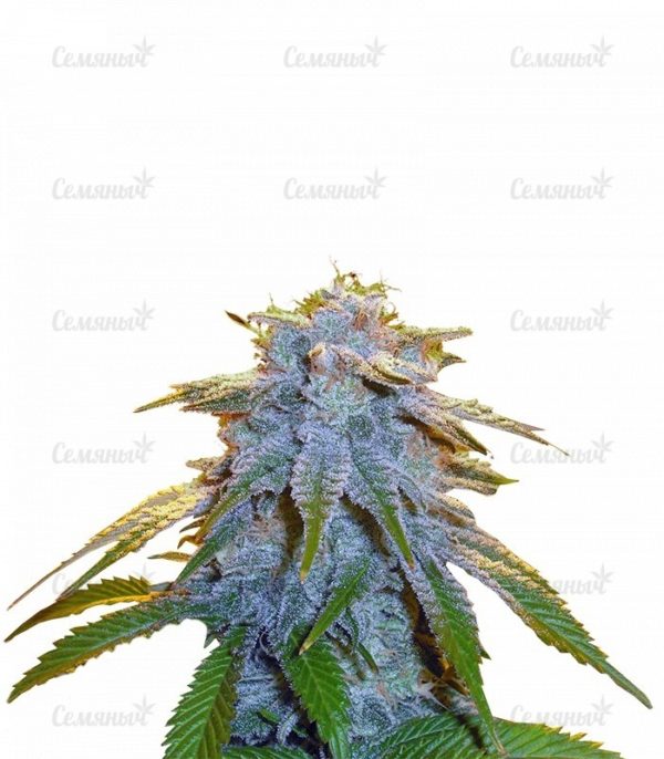 Семена сорта Dinamex Autoflowering (Dinafem Seeds)