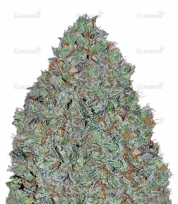 Семена сорта Satori regular (Mandala Seeds)