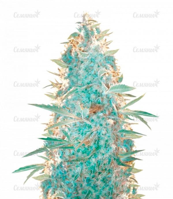 Семена сорта Mong-U-Mental (Dr. Krippling Seeds)