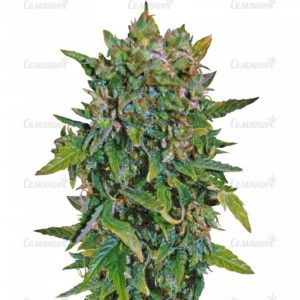 Семена сорта Moby Dick XXL Autoflowering (Dinafem Seeds)