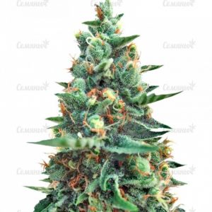 Семена сорта Sweet Purple (Paradise Seeds)