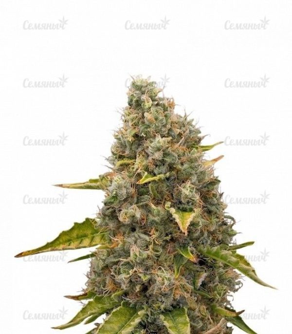 Семена сорта Critical Chronic (Sumo Seeds)