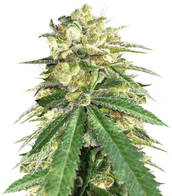 Auto White Widow x Big Bud fem (Female Seeds)