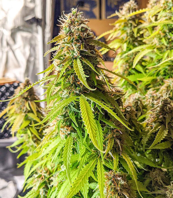 Gorilla Glue Auto fem (Barney's Farm) — изображение 6