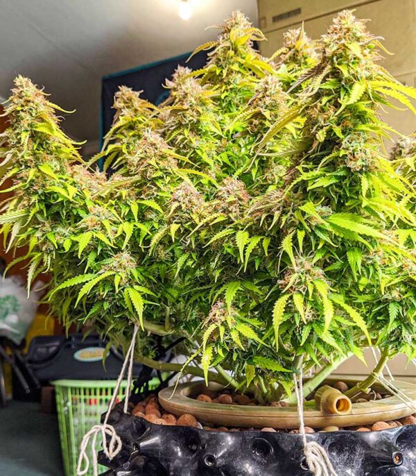 Gorilla Glue Auto fem (Barney's Farm) — изображение 3