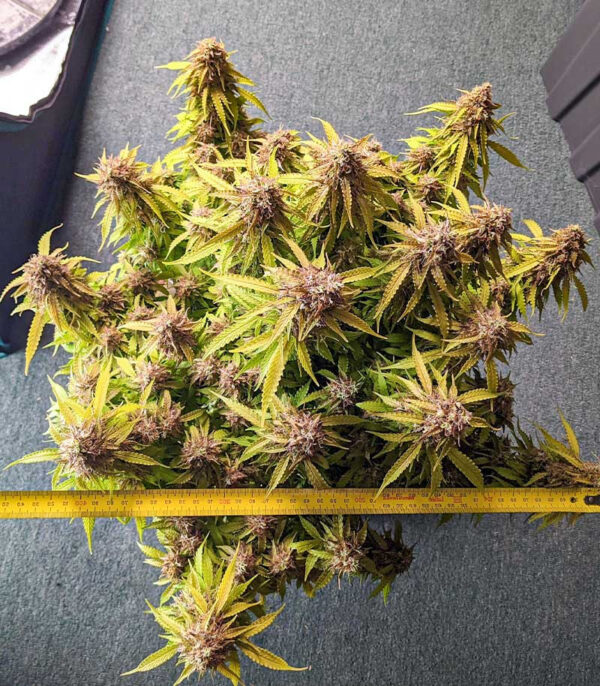 Gorilla Glue Auto fem (Barney's Farm) — изображение 5