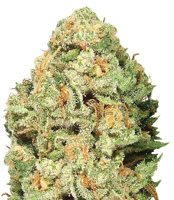 Fruit Punch Auto fem (Heavyweight Seeds)