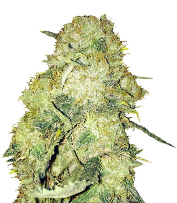 Goldmine fem (Heavyweight Seeds)