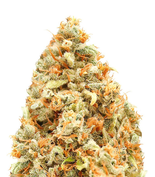 Monster Profit fem (Heavyweight Seeds)