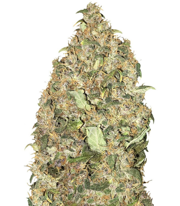 Peyote Cookies fem (Barney's Farm)