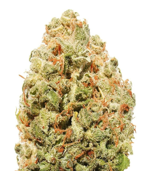 Strawberry Cake fem (Heavyweight Seeds)