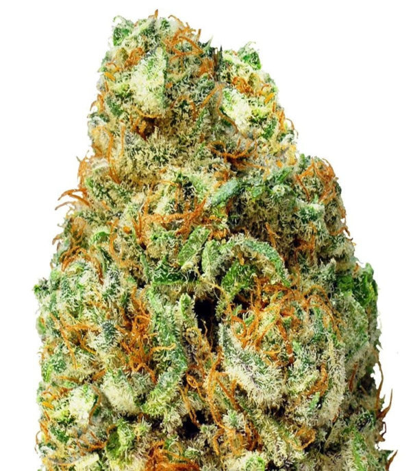 Turbo Bud auto fem (Heavyweight Seeds)