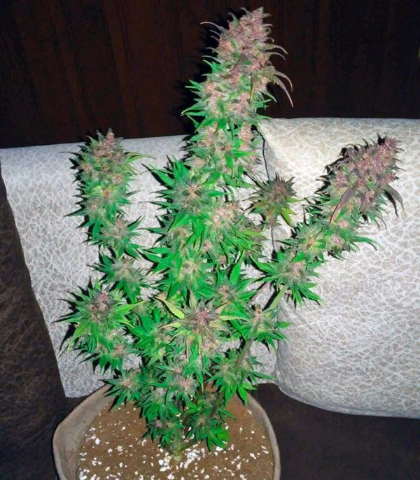 Семена сорта Bloody Skunk Auto fem (Sweet Seeds) — изображение 4