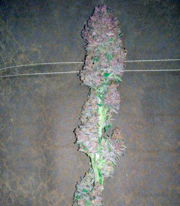 Семена сорта Bloody Skunk Auto fem (Sweet Seeds) — изображение 3