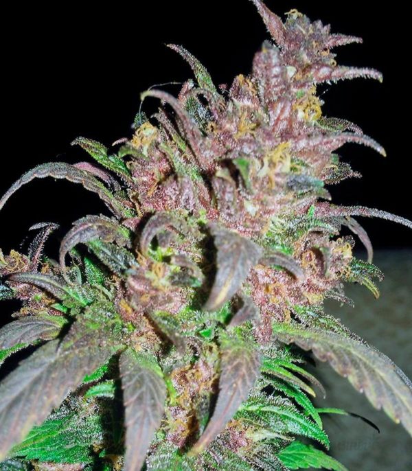 Семена сорта Bloody Skunk Auto fem (Sweet Seeds) — изображение 2