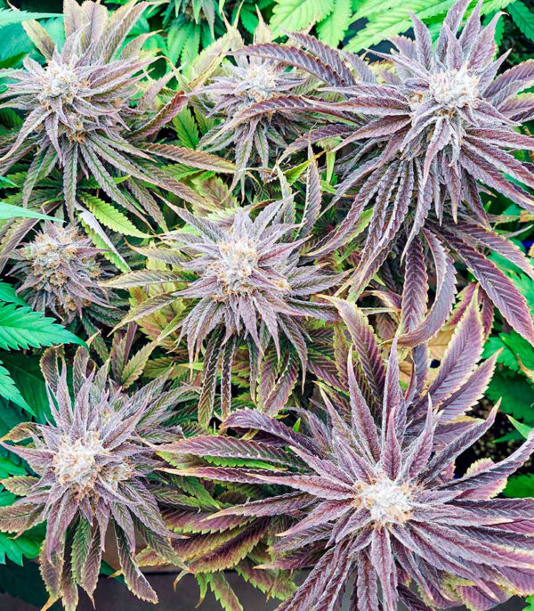 Семена сорта Gorilla Blue fem (Advanced Seeds) — изображение 3