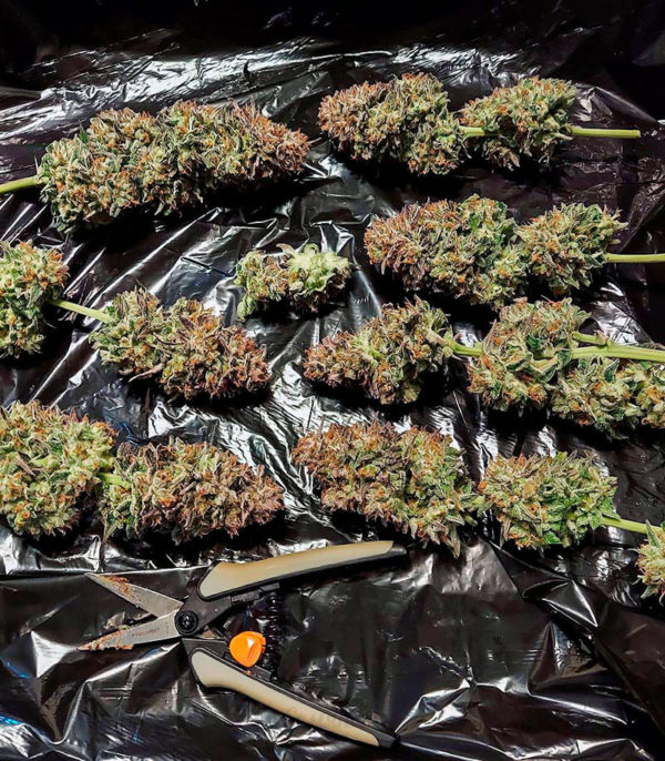 Семена сорта Gorilla Blue fem (Advanced Seeds) — изображение 2