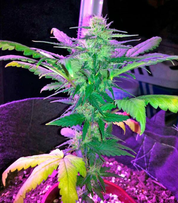 Семена сорта Amnesia fem (World of Seeds) — изображение 2