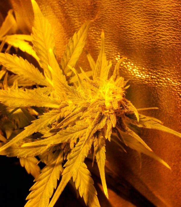 Семена сорта Big Devil Auto fem (Sweet Seeds) — изображение 2