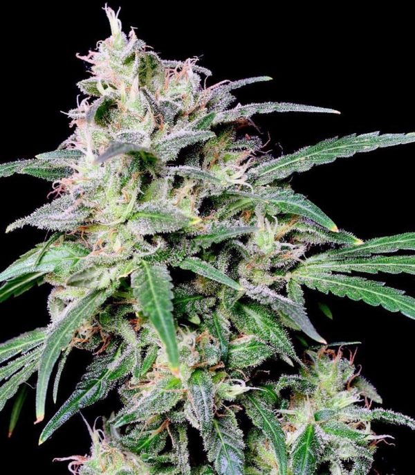 Семена сорта Crystal Candy fem (Sweet Seeds) — изображение 3
